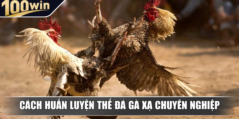 Cách huấn luyện thế đá gà xạ chuyên nghiệp