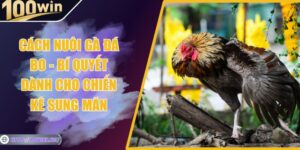 Cách Nuôi Gà Đá Bo - Bí Quyết Dành Cho Chiến Kê Sung Mãn