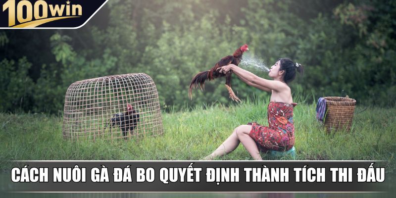 Cách nuôi gà đá bo quyết định thành tích thi đấu Cách nuôi gà đá bo quyết định thành tích thi đấu