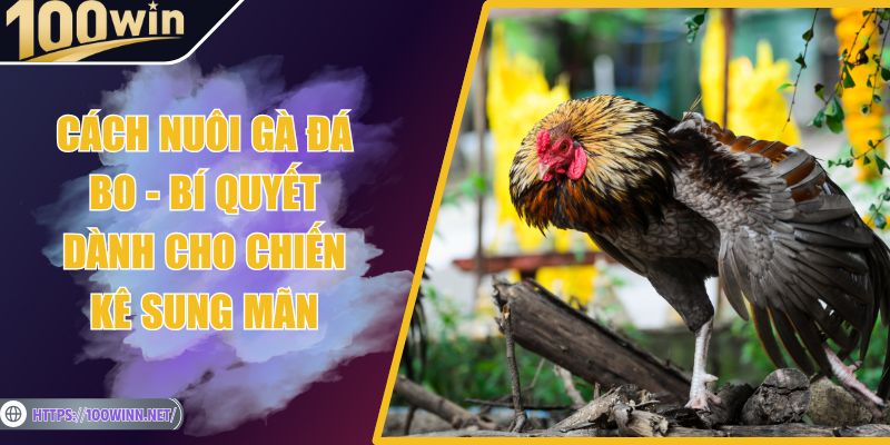 Cách Nuôi Gà Đá Bo - Bí Quyết Dành Cho Chiến Kê Sung Mãn Cách Nuôi Gà Đá Bo - Bí Quyết Dành Cho Chiến Kê Sung Mãn