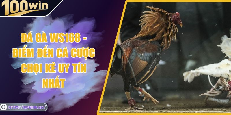 Đá Gà WS168 - Điểm Đến Cá Cược Chọi Kê Uy Tín Nhất Đá Gà WS168 - Điểm Đến Cá Cược Chọi Kê Uy Tín Nhất