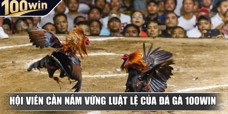 Hội viên cần nắm vững luật lệ của Đá Gà 100Win Hội viên cần nắm vững luật lệ của Đá Gà 100Win