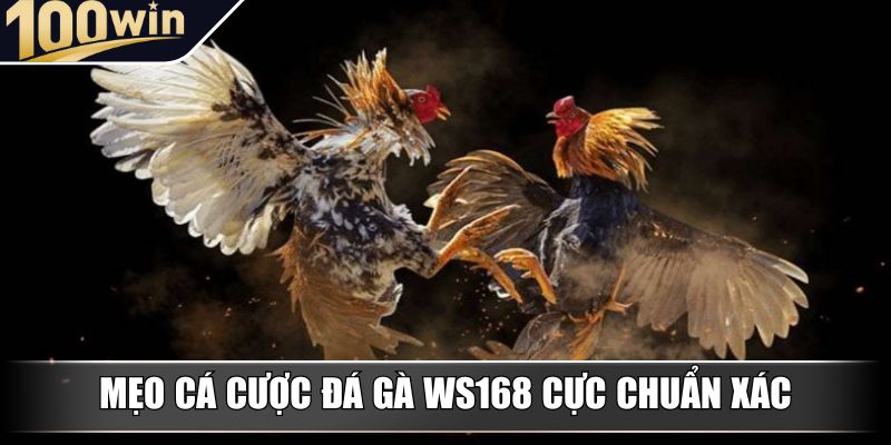 Mẹo cá cược đá gà WS168 cực chuẩn xác Mẹo cá cược đá gà WS168 cực chuẩn xác