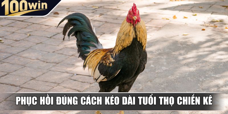 Phục hồi đúng cách kéo dài tuổi thọ chiến kê Phục hồi đúng cách kéo dài tuổi thọ chiến kê