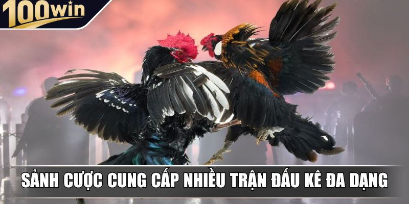 Sảnh cược cung cấp nhiều trận đấu kê đa dạng Sảnh cược cung cấp nhiều trận đấu kê đa dạng