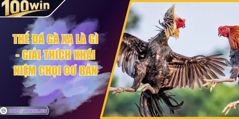Thế Đá Gà Xạ Là Gì - Giải Thích Khái Niệm Chọi Cơ Bản
