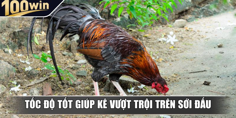 Tốc độ tốt giúp kê vượt trội trên sới đấu Tốc độ tốt giúp kê vượt trội trên sới đấu