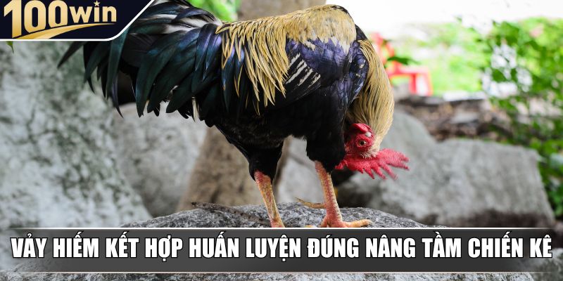 Vảy hiếm kết hợp huấn luyện đúng nâng tầm chiến kê
